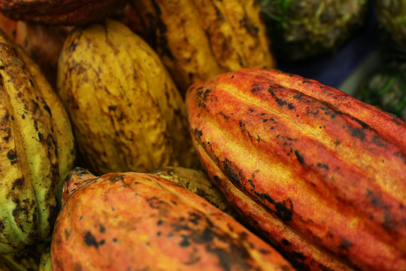 Sourcing cocoa from origin for an international buyer